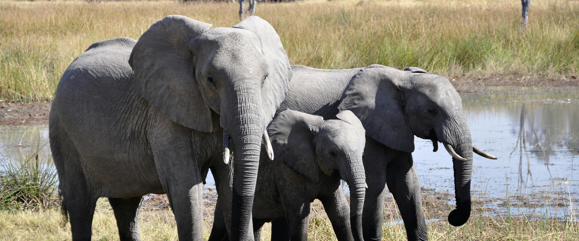 Elephants in Africa