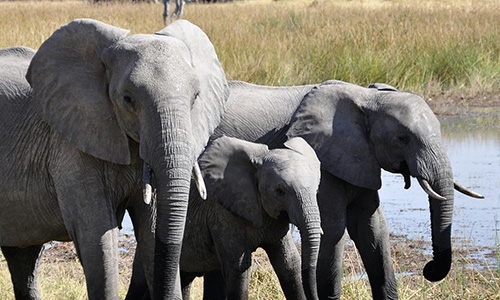 Elephants in Africa